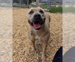 Small American Bulldog