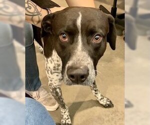 German Shorthaired Pointer Dogs for adoption in Pampa, TX, USA