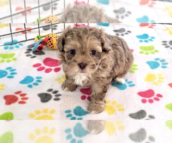 Medium Photo #1 ShihPoo Puppy For Sale in ORO VALLEY, AZ, USA