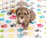 Small ShihPoo