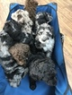 Small Photo #6 Aussiedoodle-Poodle (Standard) Mix Puppy For Sale in ENTERPRISE, AL, USA