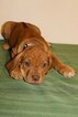 Small Photo #3 Rhodesian Ridgeback Puppy For Sale in GATE, WA, USA