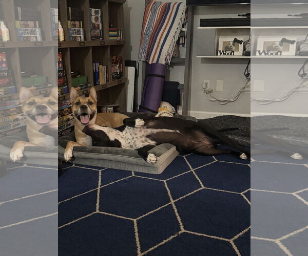 Medium Photo #6 Mutt Puppy For Sale in Chandler, AZ, USA