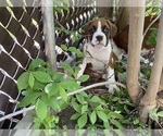 Small Photo #8 Boxer Puppy For Sale in CHICAGO, IL, USA