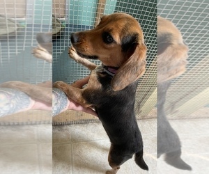 Beagle Puppy for sale in SUFFOLK, VA, USA