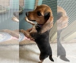 Small Photo #1 Beagle Puppy For Sale in SUFFOLK, VA, USA