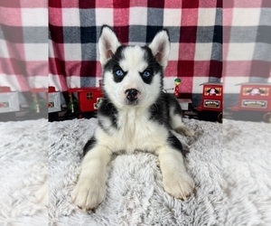 Pomsky Puppy for sale in GREENWOOD, IN, USA
