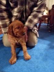 Irish Setter Puppy for sale in CIRCLEVILLE, OH, USA