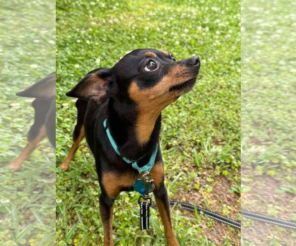 Medium Photo #5 Miniature Pinscher Puppy For Sale in Arlington, VA, USA