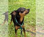 Small #4 Miniature Pinscher