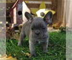 Small French Bulldog