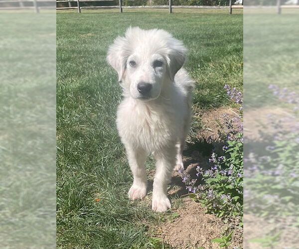 Medium Photo #3 Great Pyrenees Puppy For Sale in Doylestown, PA, USA