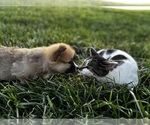 Small #2 Pembroke Welsh Corgi
