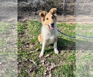 Collie Puppy for sale in KINGSPORT, TN, USA