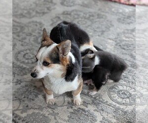 Mother of the Pembroke Welsh Corgi puppies born on 01/09/2026