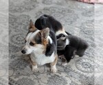 Small Photo #1 Pembroke Welsh Corgi Puppy For Sale in GOSHEN, IN, USA