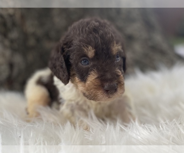 Medium Photo #2 Goldendoodle Puppy For Sale in CANON, GA, USA