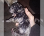 Small Photo #10 Great Dane Puppy For Sale in PIERSON, MI, USA