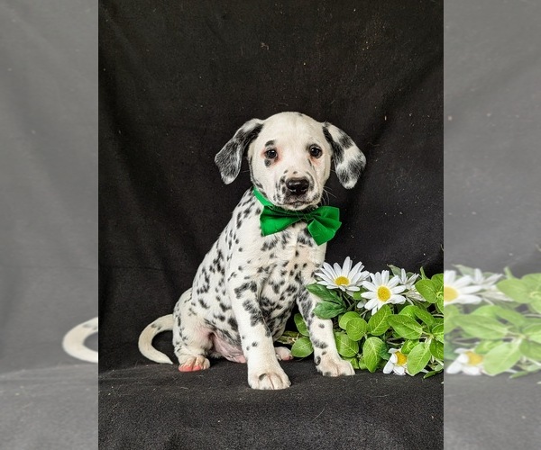 Medium Photo #1 Dalmatian Puppy For Sale in QUARRYVILLE, PA, USA