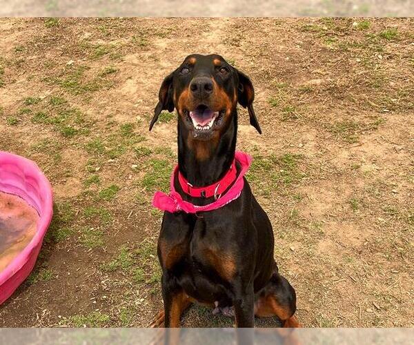 Medium Photo #2 Doberman Pinscher Puppy For Sale in Orange, CA, USA