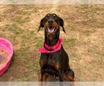 Small #1 Doberman Pinscher