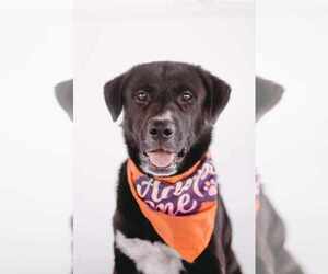 Borador Dogs for adoption in Princeton, MN, USA