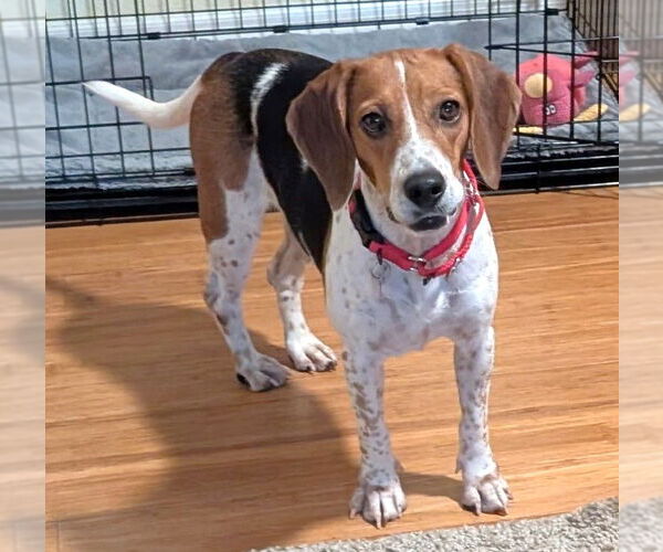 Medium Photo #2 Beagle Puppy For Sale in Dunnellon, FL, USA