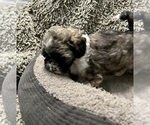 Small Photo #18 Zuchon Puppy For Sale in RENO, NV, USA