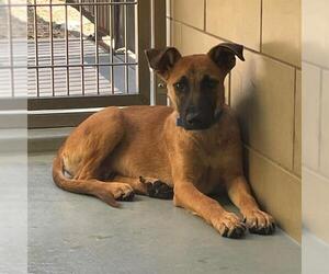 German Shepherd Dog Dogs for adoption in Riverside, CA, USA