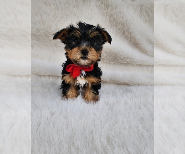 Medium Photo #2 Yorkshire Terrier Puppy For Sale in INDIANAPOLIS, IN, USA