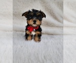 Small #1 Yorkshire Terrier