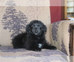 Small Photo #4 Aussie-Poo Puppy For Sale in WESTCLIFFE, CO, USA