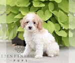 Small #2 Poodle (Miniature)