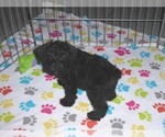 Small Photo #5 Schnoodle (Miniature) Puppy For Sale in ORO VALLEY, AZ, USA