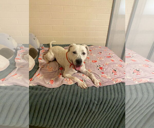 Medium Photo #5 Labmatian Puppy For Sale in Chandler, AZ, USA