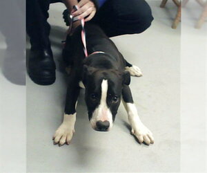 Mutt Dogs for adoption in Fayetteville, NC, USA