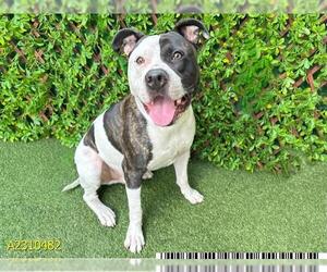 American Pit Bull Terrier Dogs for adoption in West Palm Beach, FL, USA