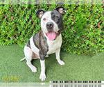 Small American Pit Bull Terrier