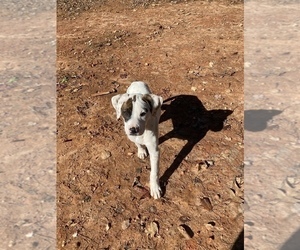 American Pit Bull Terrier-Dalmatian Mix Puppy for sale in CHARLOTTE, NC, USA