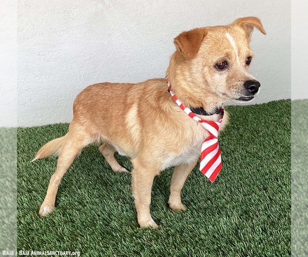 Medium Photo #3 Chihuahua-Unknown Mix Puppy For Sale in San Diego, CA, USA