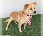 Small #2 Chihuahua Mix