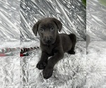 Small #2 Labrador Retriever