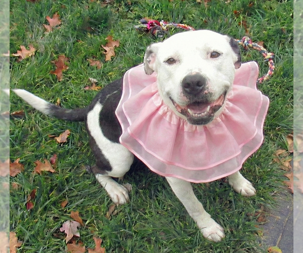 Medium Photo #12 American Pit Bull Terrier-Unknown Mix Puppy For Sale in Grovertown, IN, USA
