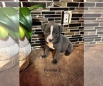 Small #1 American Bully-American Staffordshire Terrier Mix