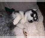 Small Photo #42 Siberian Husky Puppy For Sale in WASHBURN, WI, USA