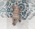 Small Photo #2 Weimaraner Puppy For Sale in LEWISBURG, KY, USA