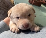 Puppy Platinum Blond Labrador Retriever