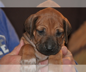 Rhodesian Ridgeback Puppy for Sale in WOODLAND PARK, Colorado USA