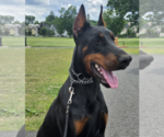 Small #34 Doberman Pinscher