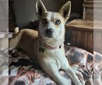 Small Photo #4 Basenji Puppy For Sale in Dallas, TX, USA